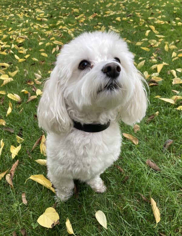ARCHIE dog collar - Size S - Image 4