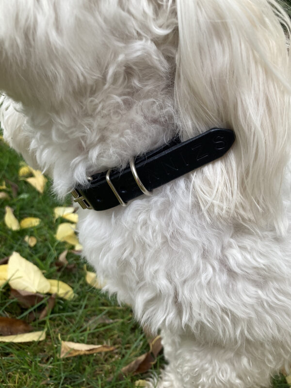 ARCHIE dog collar - Size S - Image 6