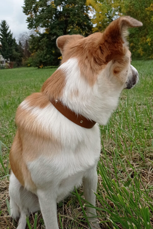 MAJA dog collar - Size M - Image 6