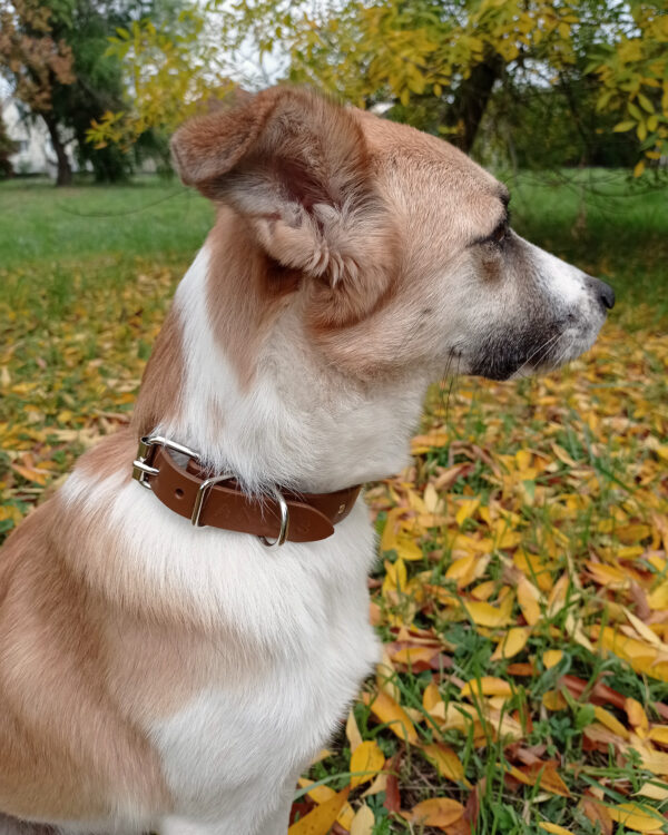 MAJA dog collar - Brown - BANIZS