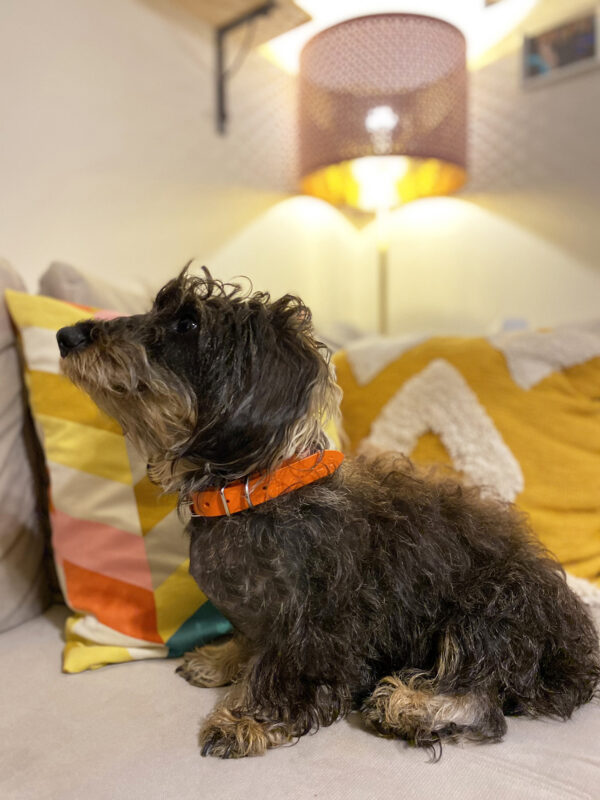 MAJA dog collar - Orange - BANIZS