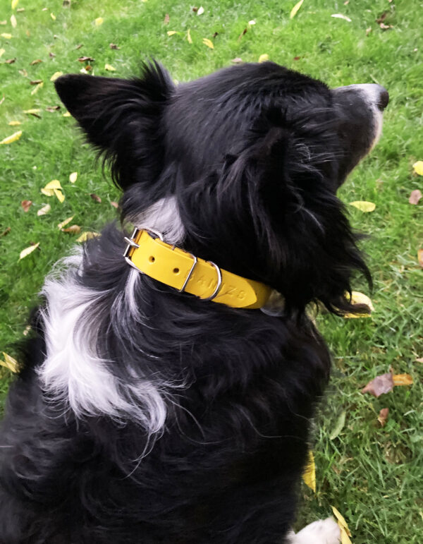 SOPHIE dog collar - Size L - Image 6
