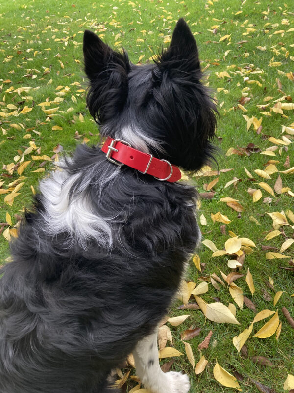 SOPHIE dog collar - Size L - Image 7