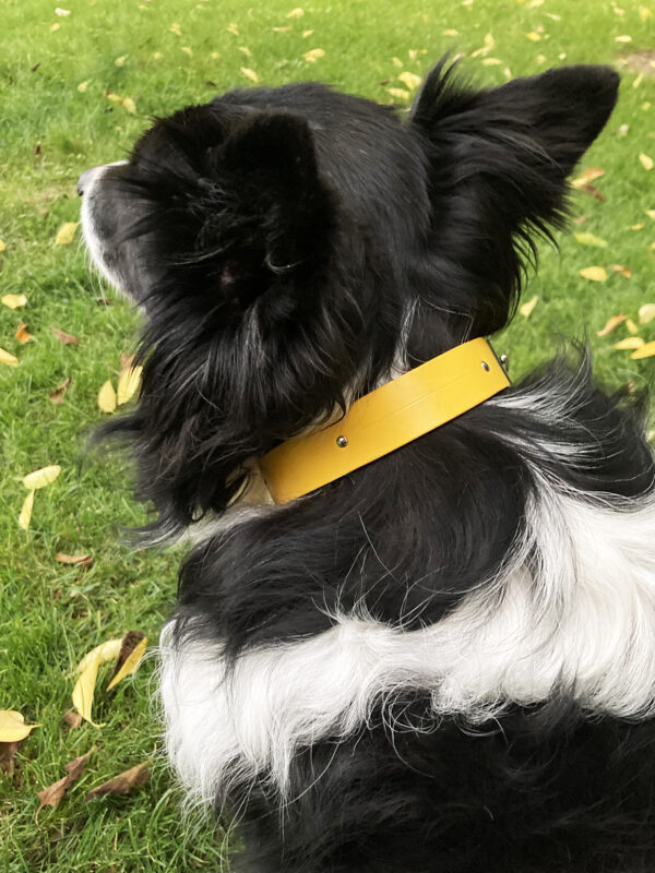 SOPHIE dog collar - Yellow - BANIZS